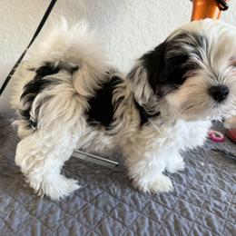 Patch 2 - Black and white male Havanese puppy in Morriston, Florida from OPA! Havanese (formerly Elysium Fields)