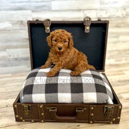 Blue Collar - Red male Cavapoo puppy in St George, Utah from Picture Perfect Doodles