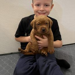 Labrador Retriever Puppies from Fia Red Retrievers