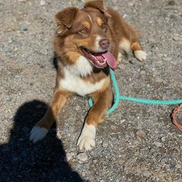 Sage - Australian Shepherd