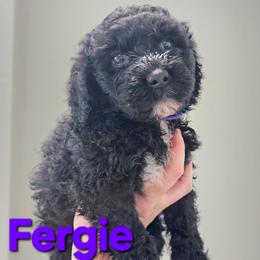 Fergie - Black and white female Portuguese Water Dog puppy in Hammonton, New Jersey from Jersey Girls Portuguese Water Dogs