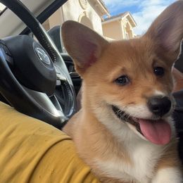 Gracie - Health Tested Parents - Red female Pembroke Welsh Corgi puppy in Tracy, California from Limitless Huskies