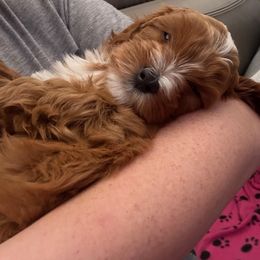 Cavapoo Puppies from AZ Cavapoos