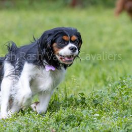 Pepper - Cavalier King Charles Spaniel