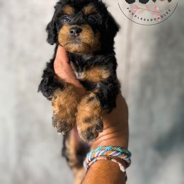 Starla - Black and tan female Cockapoo puppy in Indiahoma, Oklahoma from Diva's  Poodle and Doodles