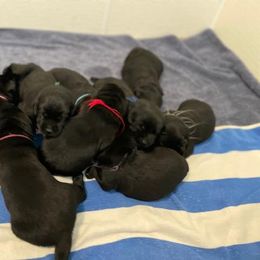 Boy 2 - Black Labrador Retriever puppy in Hutto, Texas from Texas Bluebonnet Labs