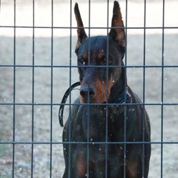 Doberman Pinscher and French Bulldog All Grown Up from The Defender Farm