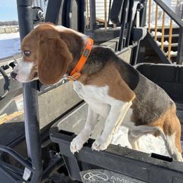 Bubba - Beagle