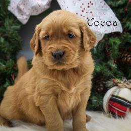 Golden Retriever Puppies from Webb's Wold Kennels