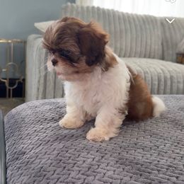 Pluto - Brown and white male Shichon puppy in Mason City, Iowa from Nebula Nest