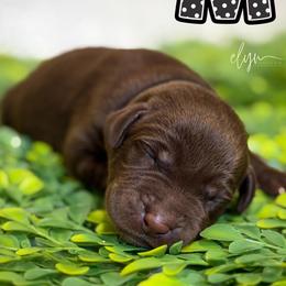 Black Male - Chocolate male Labrador Retriever puppy in Carrollton, Virginia from Southern Heritage Retrievers