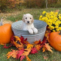 Goldendoodle Puppies from Finger Lakes Premium Goldendoodles