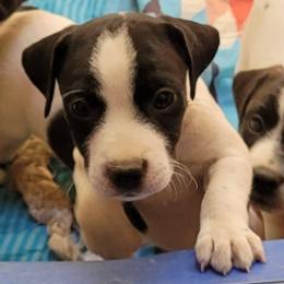 Clouseau - Black and white male Jack Russell Terrier puppy in California from Kimberlite