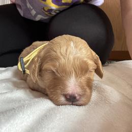 Cavapoo and Cockapoo Puppies from The Barkery