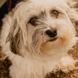 Havanese from Havanese Fam Bam