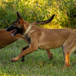 Belgian Malinois Puppies from Misfits of Mayhem