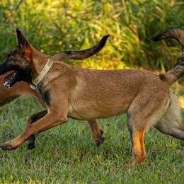 Belgian Malinois Puppies from Misfits of Mayhem