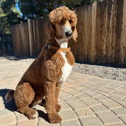 Butters - Poodle