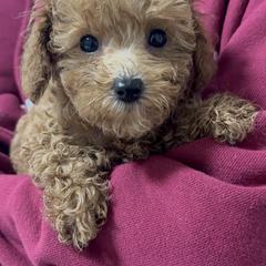 Niki - Brown female Poodle puppy in Chino, California from TTpoodle
