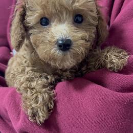 Niki - Brown female Poodle puppy in Chino, California from TTpoodle