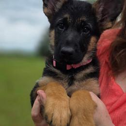 Pink Girl - Black and red female German Shepherd puppy in Green Forest, Arkansas from Green Forest German Shepherds