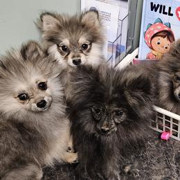 Pomeranian Puppies from RC Pets