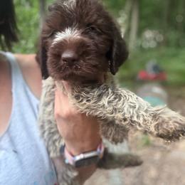 Neon - Brown and gray male Wirehaired Pointing Griffon puppy in Norris City, Illinois from County Line Pointers