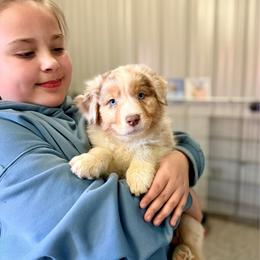 Jalapeño Popper - Red merle male Australian Shepherd puppy in Ashland, Ohio from SS Australian Shepherds