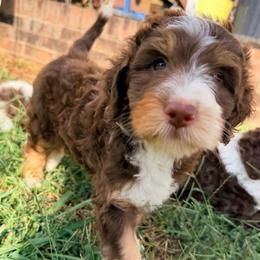 Hermione with training - Tri-color female Bernedoodle puppy in Boonville, North Carolina from Doods & Dolls