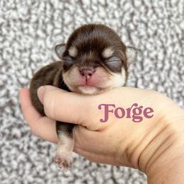 Forge - Chocolate and tan male Chihuahua puppy in Augusta, Georgia from Sophia Jade's Chi Brigade