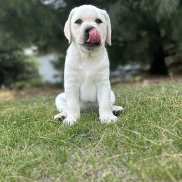 Labrador Retriever Puppies from Country Road Acres
