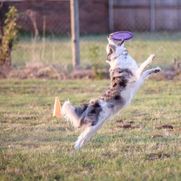 Border Collies from Serendipity Border Collies