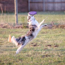 Border Collies from Serendipity Border Collies