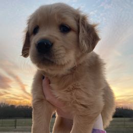 Pink- “Monica” - Golden Golden Retriever puppy in Wichita, Kansas from Libby Brown