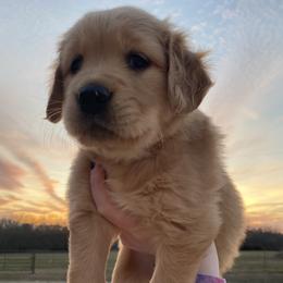 Pink- “Monica” - Golden Golden Retriever puppy in Wichita, Kansas from Libby Brown