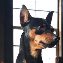 Chase - Miniature Pinscher