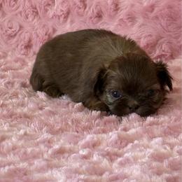 Girl 3 - Liver female Shih Tzu puppy in Shawnee, Oklahoma from Black Velvet Shih Tzu