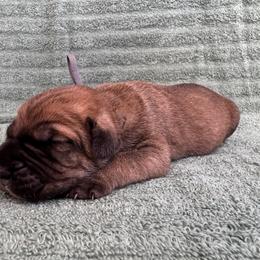 Fawn 2- Gray Collar - Fawn male Cane Corso puppy in Compton, California from Urban League Cane Corso