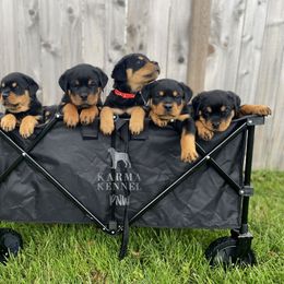 Rottweiler Puppies from KarmaKennelPNW