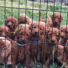 Goldendoodles and Poodles from Remnant Ranch Reds
