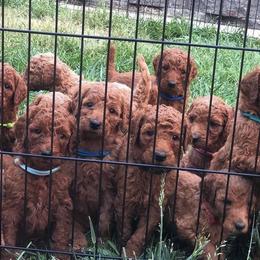 Goldendoodles and Poodles from Remnant Ranch Reds