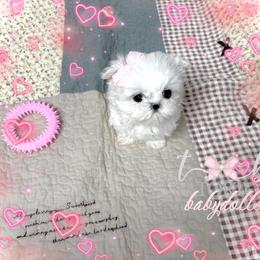 Maltese and Yorkshire Terrier Puppies from tatortot pup