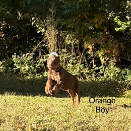 Orange - Red and rust male Doberman Pinscher puppy in Knox, Indiana from Double River Dobermans