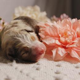 Australian Shepherd Puppies from Cooper Ridge Aussies