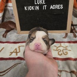 Luke - Red male Pembroke Welsh Corgi puppy in Chariton, Iowa from Kickin It Acres BCs