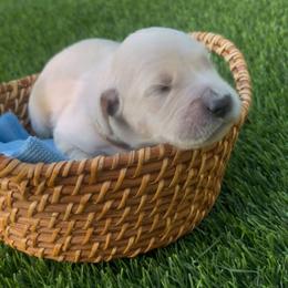 Majik Dreams - Light golden male Golden Retriever puppy in Baldwin Park, California from Mountain Valley Retrievers
