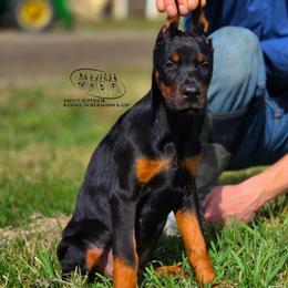 Lindi - Black and rust female Doberman Pinscher puppy in China Township, Michigan from Snell's Superior Kennel Dobermann & GSP