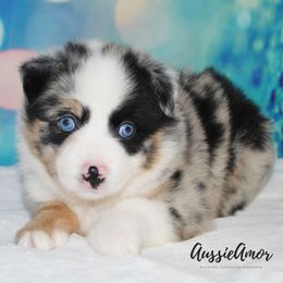 Miniature Australian Shepherd Puppies from Aussie Amor