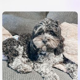 Remi - Cockapoo