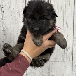 Trixie light pink - Black and red female German Shepherd puppy in Herrick, South Dakota from Dakota Shepherds Kennels